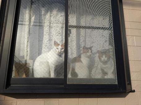 監視 怠りなし! 監視 怠りなし! ねこ,猫,ペットの写真素材
