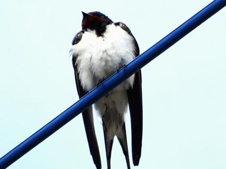 電線につかまるツバメ 電線につかまるツバメ 鳥,野鳥,ツバメの写真素材