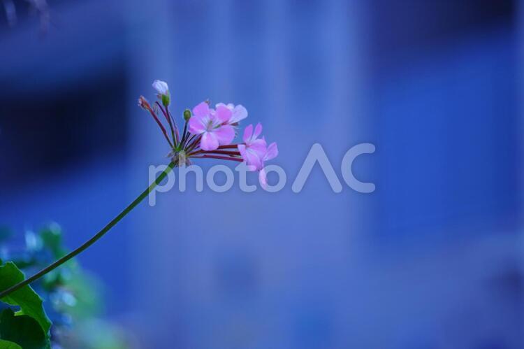 淡く、儚く 花,ピンク,淡いの写真素材