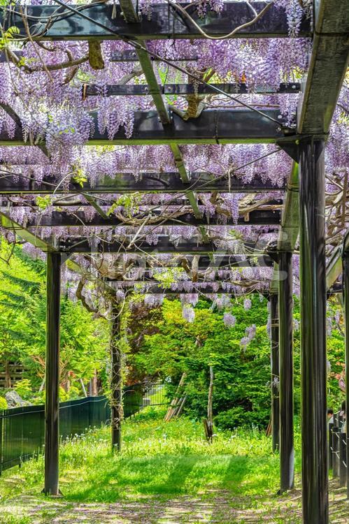 北海道　札幌市　天神山緑地の藤棚 天神山緑地,藤棚,北海道の写真素材