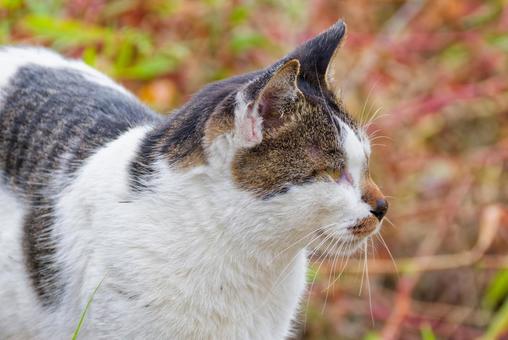 サバトラ柄ノラネコの横顔 サバトラ柄,野良猫,のら猫の写真素材