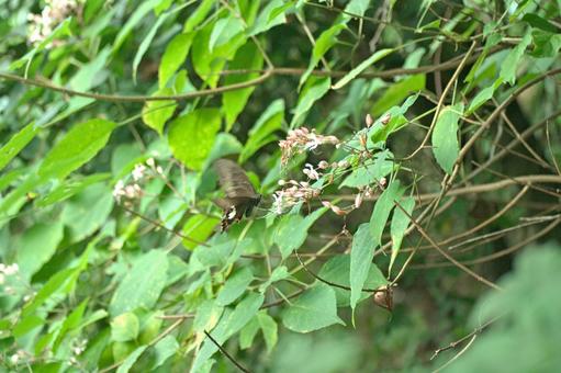 Black Swallowtail, JPG Black Swallowtail, JPG