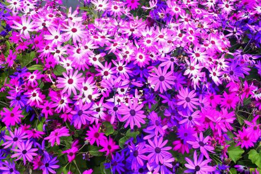 鮮やかな紫の花々 鮮やかな紫の花々 カナダ,ブッチャート・ガーデン,ブリティッシュコロンビア州の写真素材