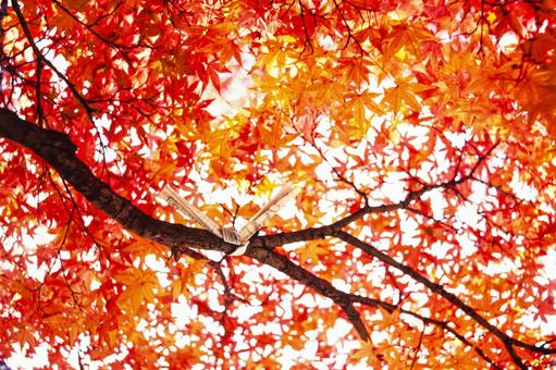 紅葉5 秋,紅葉,枯葉の写真素材