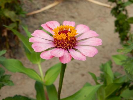 【花の写真】 ヒャクニチソウ(百日草) 【花の写真】 ヒャクニチソウ(百日草)の写真