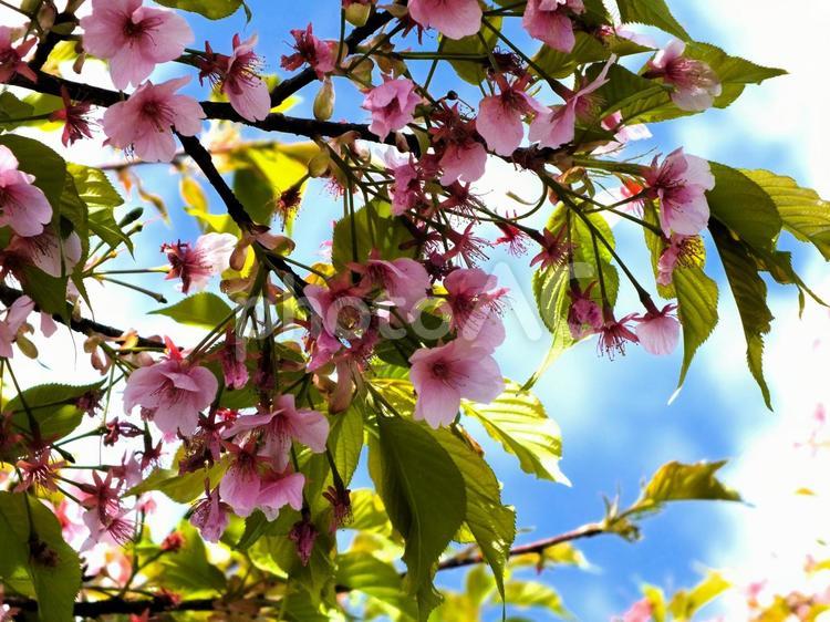 散り始めた早咲きの櫻花 桜,河津桜,ピンク色の写真素材