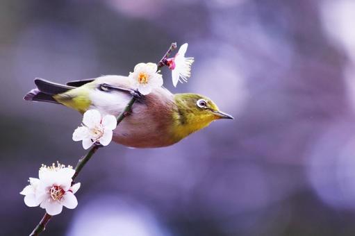 白い梅の花とメジロ 鳥,メジロ,花の写真素材