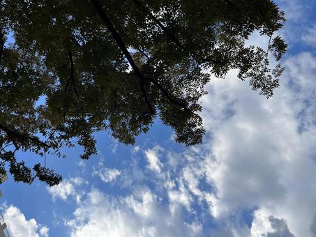 Photo, refreshing, sky, wood, 