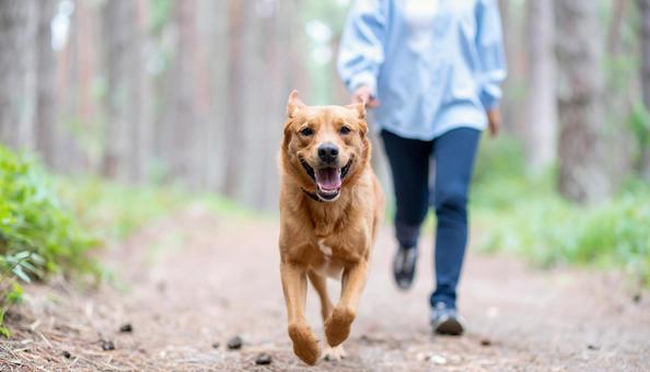 清々しい空気の森を笑顔で走る犬と飼い主 清々しい空気の森を笑顔で走る犬と飼い主の写真