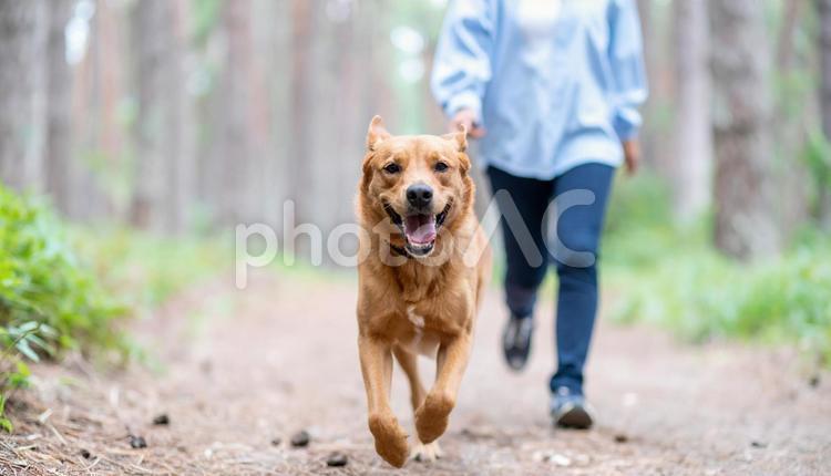 清々しい空気の森を笑顔で走る犬と飼い主 犬,飼い主,走るの写真素材