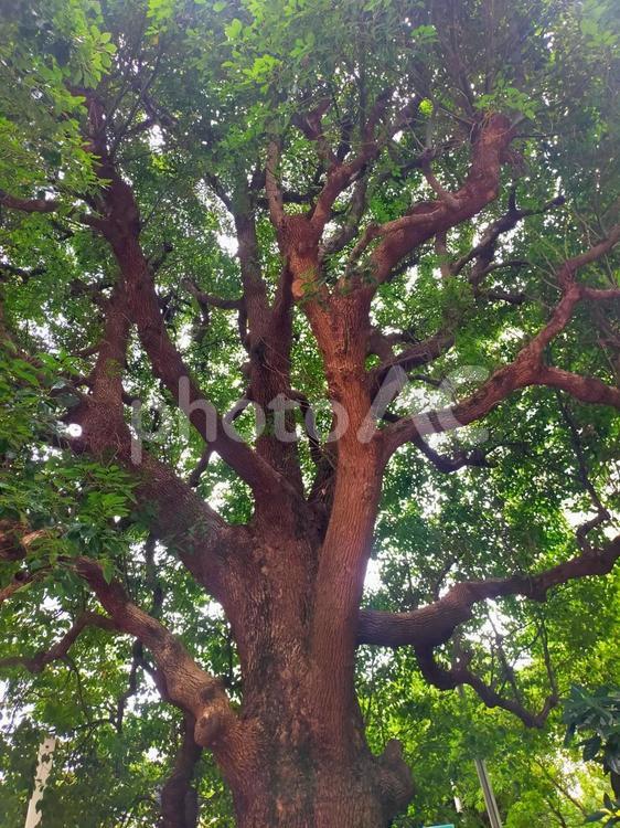 木 木,公園,若葉の写真素材