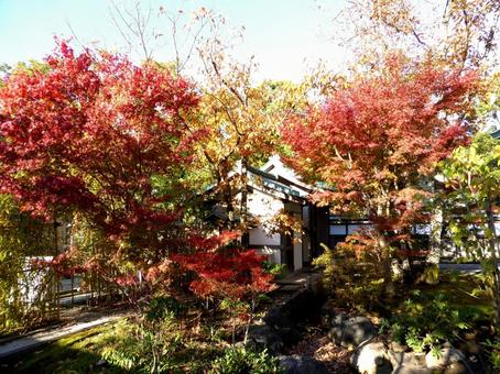 鶴岡八幡宮境内で紅葉に包まれる和風家屋 鶴岡八幡宮境内で紅葉に包まれる和風家屋 紅葉,木,もみじの写真素材