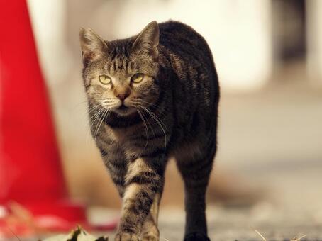近寄って来る野良猫 野良猫,猫,イメージ素材の写真素材