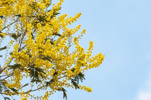 青空に映えるミモザの花 ミモザ,花,春の写真素材