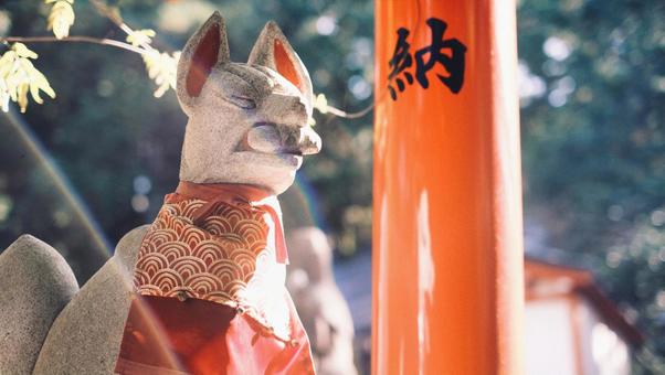 光差し込む狐 風景,景色,自然の写真素材