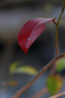 紅葉 紅葉の写真