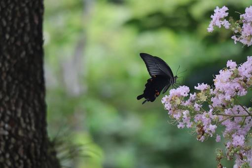 薄ピンクの百日紅で吸蜜するクロアゲハ 薄ピンク,百日紅,吸蜜の写真素材
