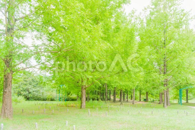 新緑の世界 新緑,緑,木々の写真素材