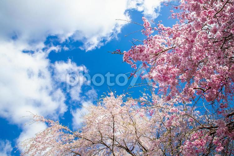 福島県　三春町の桜風景 ソメイヨシノ,ピンク,桜の写真素材
