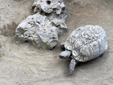 Photo, turtle, tortoise, sand, 