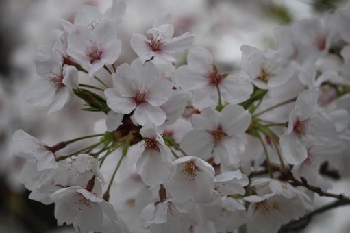 桜 桜の写真
