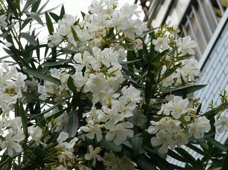 真っ白い花で埋め尽くさせるキョウチクトウ キョウチクトウ,花,葉の写真素材