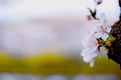 幹に咲く桜 幹に咲く桜の写真