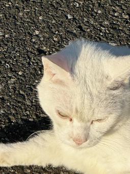 ねこ ねこ ねこ,甘える,寝るの写真素材