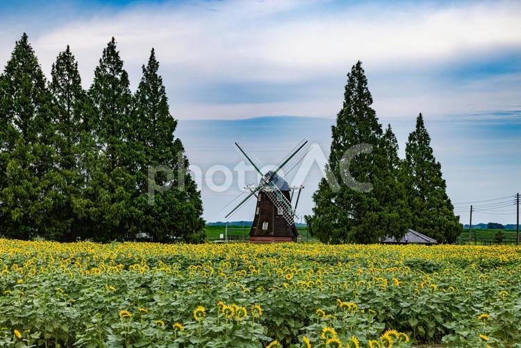 あけぼの山農業公園　ひまわり　 あけぼの山農業公園,ひまわり,向日葵の写真素材