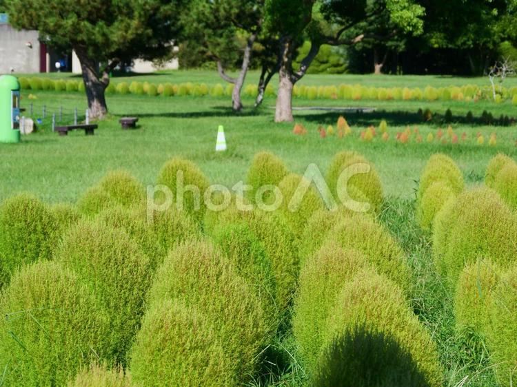海の中道海浜公園のコキア コキア,自然,風景の写真素材