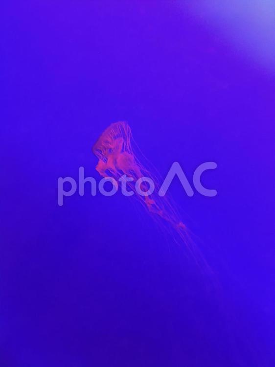 水槽の中で泳ぐ美しいクラゲ クラゲ,海月,幻想的の写真素材