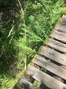 山間部の木製の橋 木橋,山間部,森林の写真素材