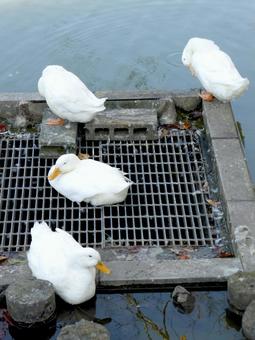 鎌倉市玉縄の谷戸池で暮らす4羽のアヒル アヒル,鳥,鳥類の写真素材