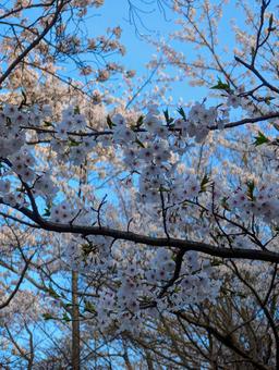 満開の桜と美しい青い空 満開の桜と美しい青い空 サクラ,春,4月の写真素材
