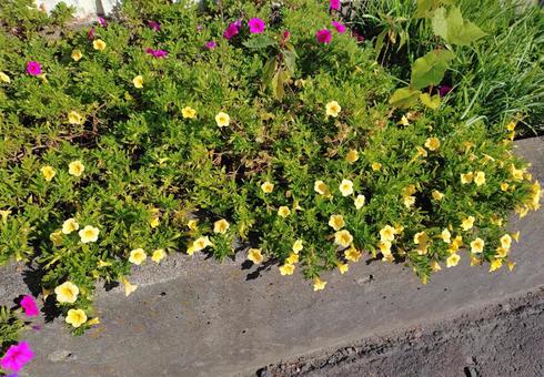 花壇の花 黄色とピンク 花壇の花 黄色とピンク 花,10月,秋の写真素材