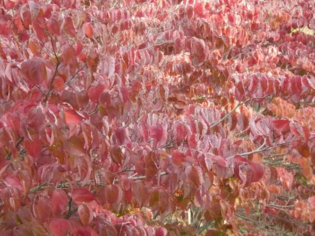 【紅葉写真】美しい紅葉 紅葉,自然,風景の写真素材