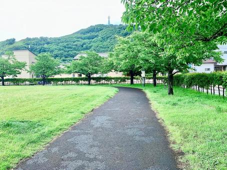 雨上がりの散歩道 雨上がりの散歩道の写真