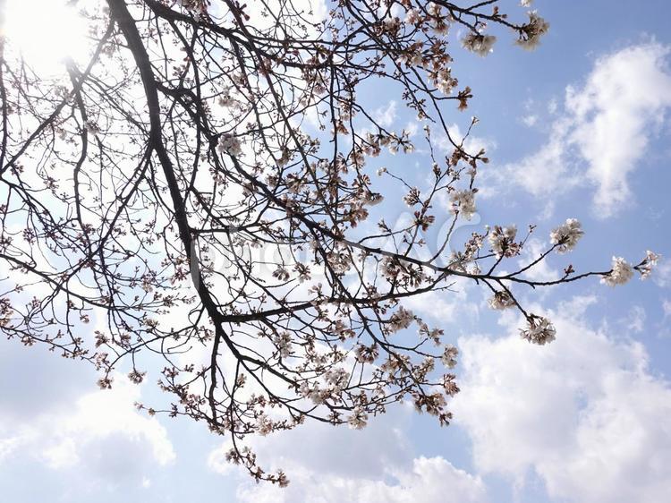 桜、3分咲き、つぼみ、空 風景,自然,空の写真素材
