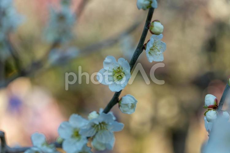 淡い光に包まれた白梅の花 白,梅,花の写真素材