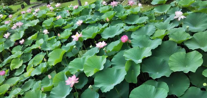 蓮の花 蓮の花 ハス,蓮,ハスの花の写真素材