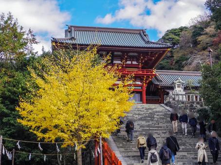 【神奈川県】秋の鎌倉市・鶴岡八幡宮 【神奈川県】秋の鎌倉市・鶴岡八幡宮 鶴岡八幡宮,紅葉,鎌倉の写真素材