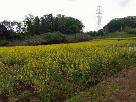 Photo, rape blossoms, field, machida, 