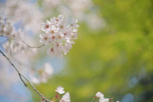 桜 桜の写真