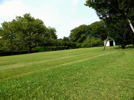 綺麗に刈り揃えられた芝生広場 芝生,地面,草の写真素材