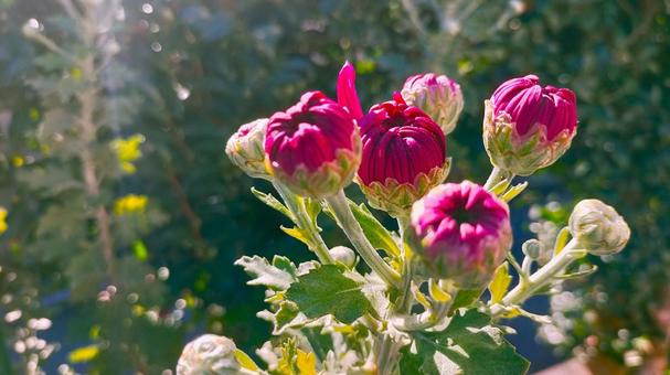 キクのツボミ-2/3 菊,キク,つぼみの写真素材