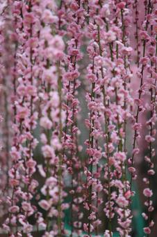 Photo, ume, flower, spring, 