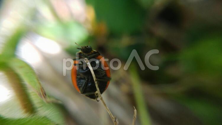 枯れ草の先にとまるテントウムシ_体の裏側 テントウムシ,てんとう虫,ナナホシテントウの写真素材
