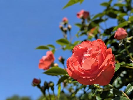 空に向くオレンジの薔薇 空に向くオレンジの薔薇の写真
