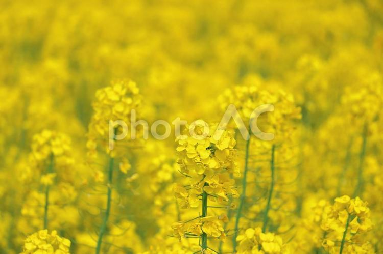 菜の花　春の風景 菜の花,菜の花畑,春の写真素材