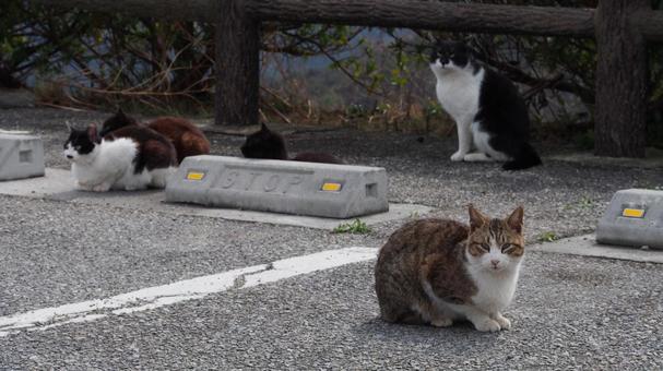 駐車場に集まる猫 駐車場に集まる猫の写真